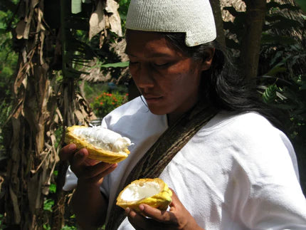 Arawak indigenous man holding cacao
