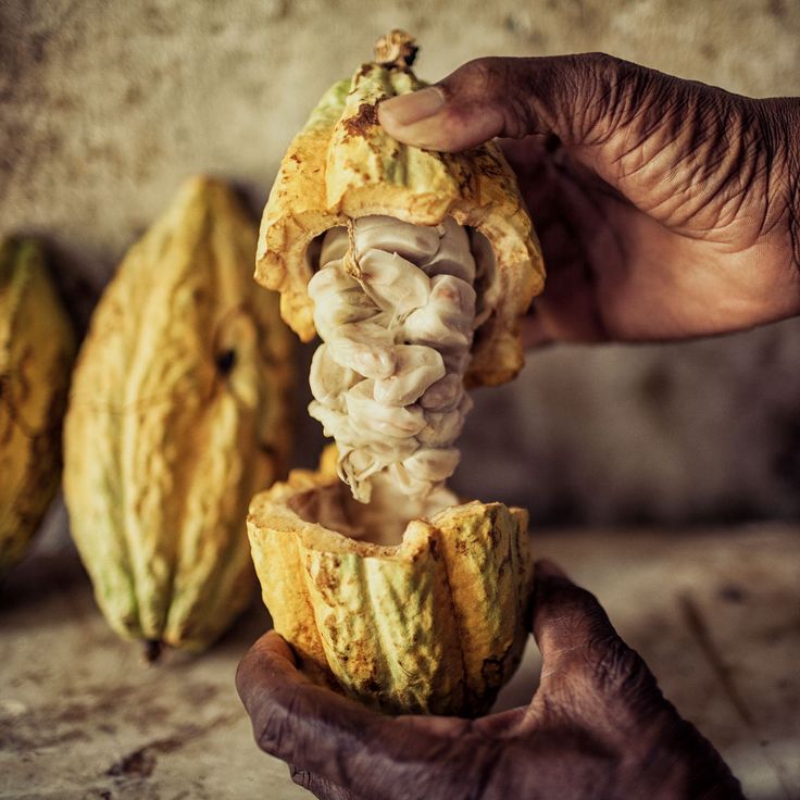 Hand holding a cacao pod with beans inside, surrounded by more cacao pods.