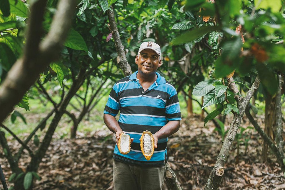 Colombian farmer holding two cocoa pods in a cocoa farm