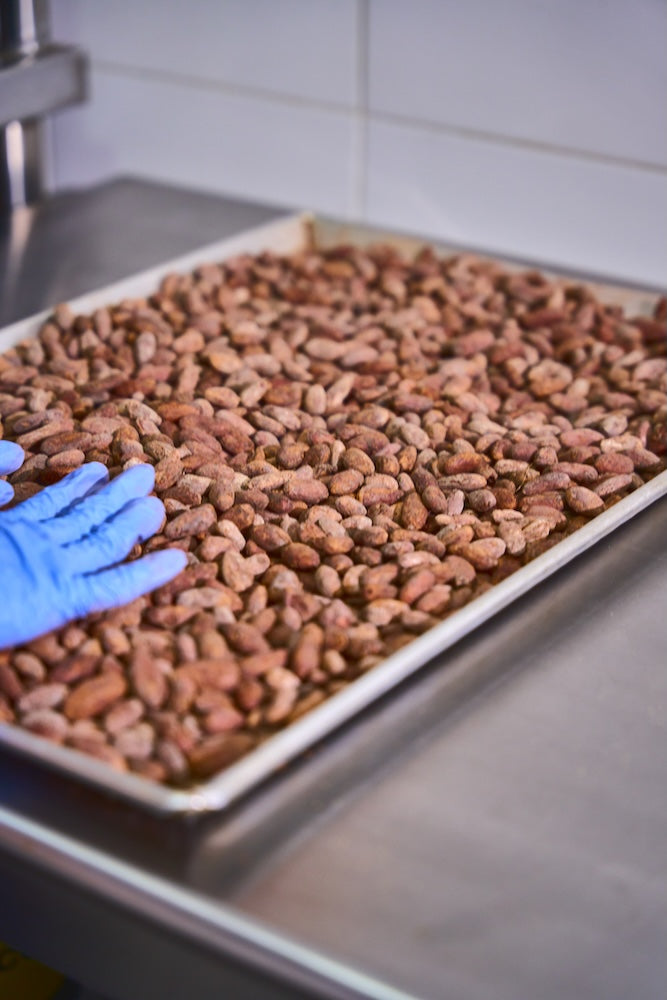 Tray of cacao beans with a blue-gloved hand touching them
