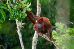 Red howler monkey on a branch with green leaves and blurred background